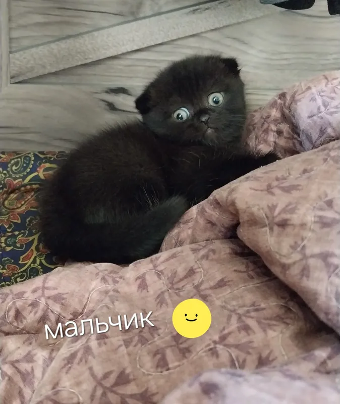 котята пародистые