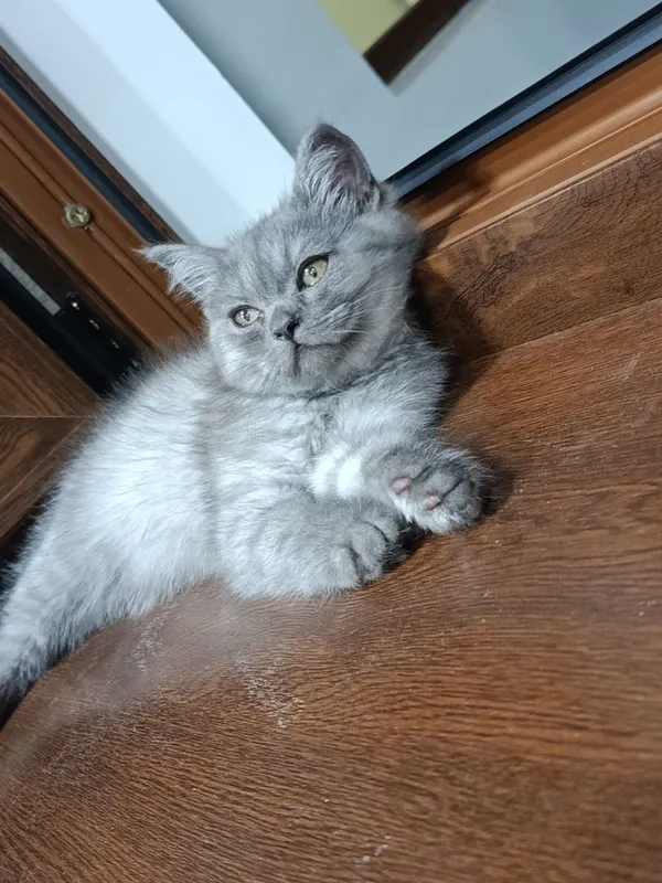 Кошка скотч фолд болалари — фото 1