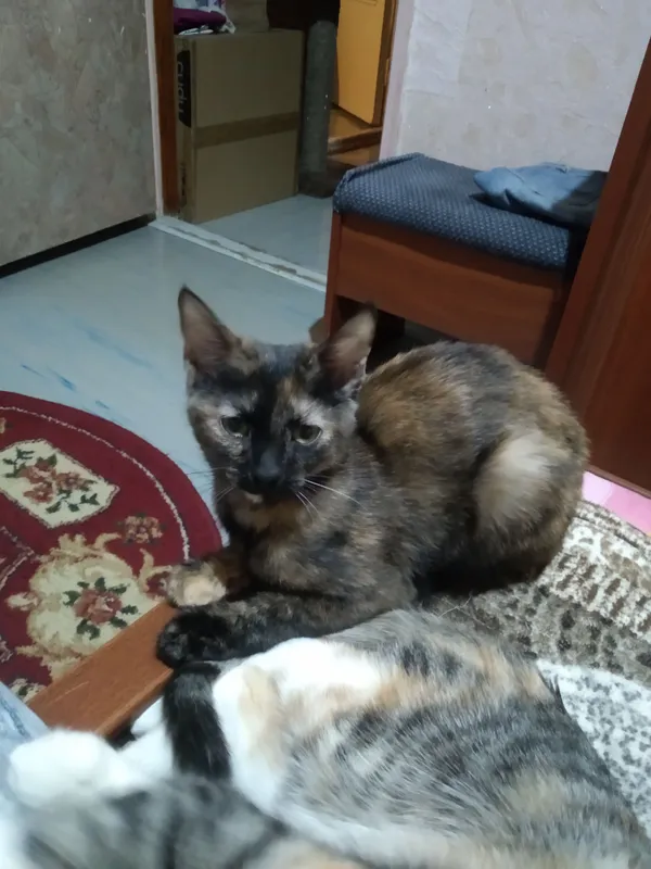 отдаются котята — фото 1