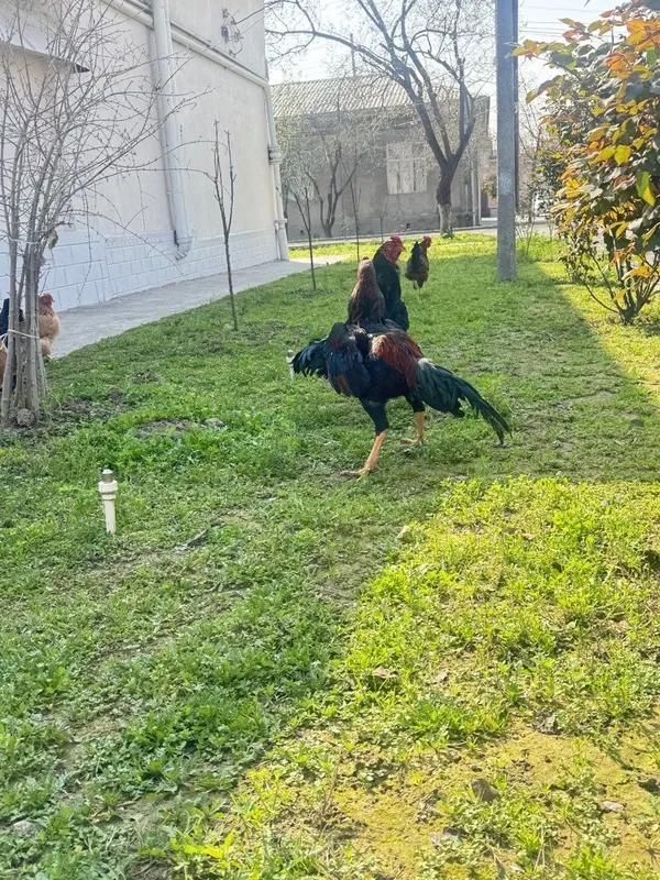 Xorozla sotiladi Xorozla sotiladi
