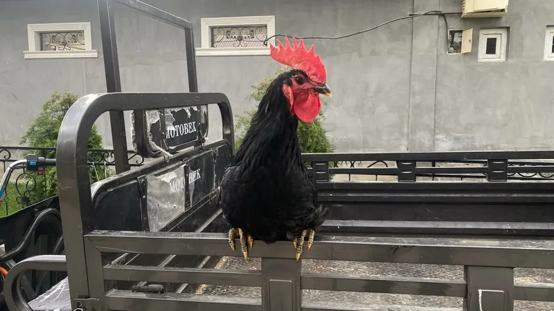 Qora Shaxzoda gigant horoz sotiladi