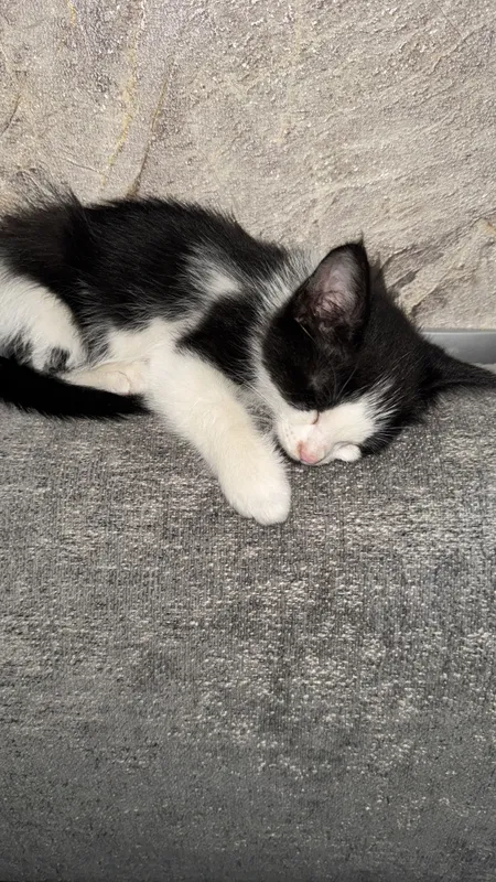 Котята маленькие домашние 3 Котята маленькие домашние 3