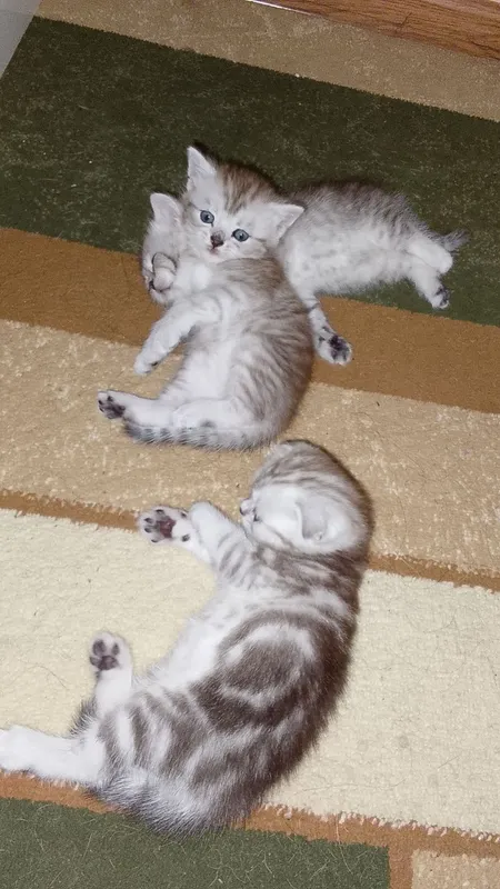котята продаются 4