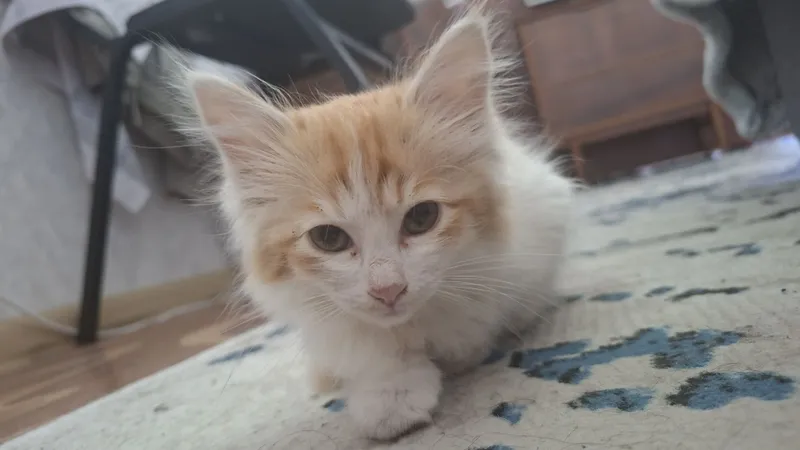 Котик в добрые руки Котик в добрые руки