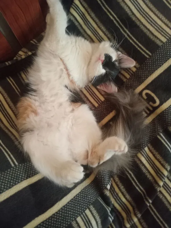 Котят отдают в добрые руки 3 Котят отдают в добрые руки 3
