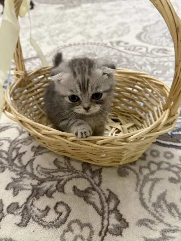 Продаётся котята — фото 4