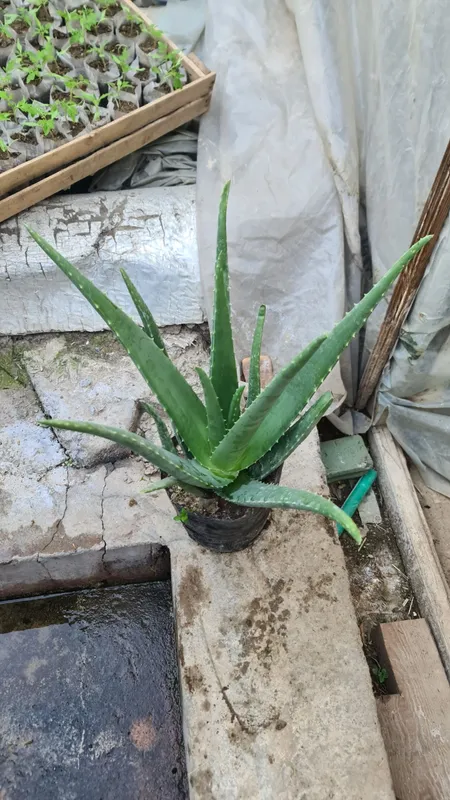 Aloe vera 10