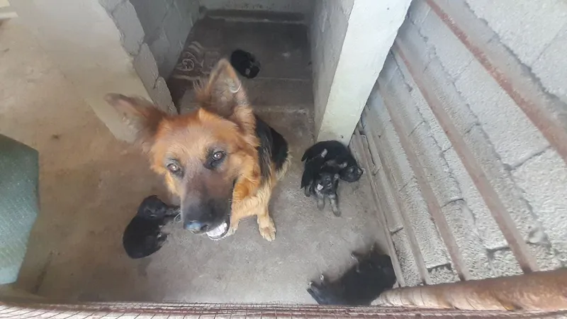Нецецкие авчарки щенки 3 мальчика 2 Девочки 5