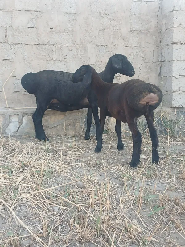 Ona bola sotladi 4