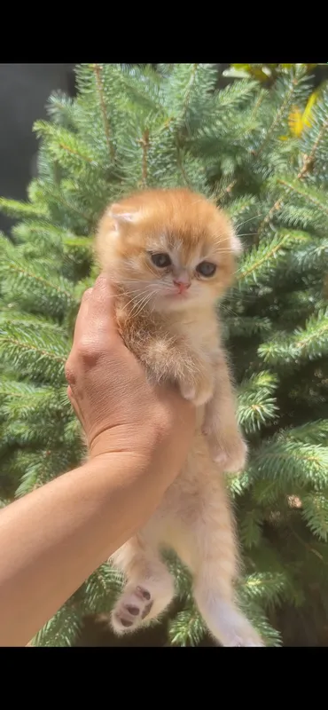 zalatistaya shinshilla tabby qiz bola mushuk 3