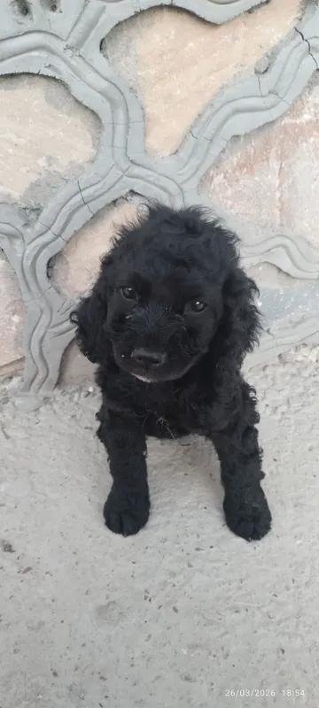 Spaniel zotli kuchukcha sotiladi