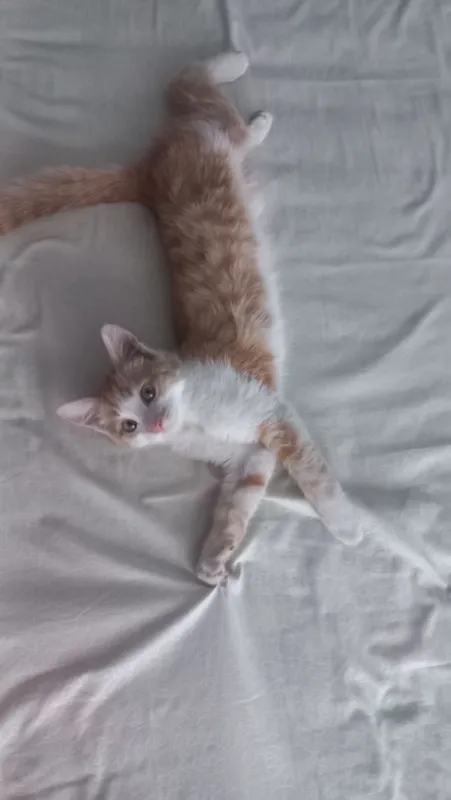 котёнок котёнок