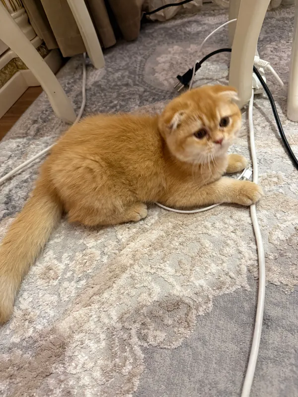 Mushuk bolasi scottish fold zotlik  2 yarm oylik — фото 2