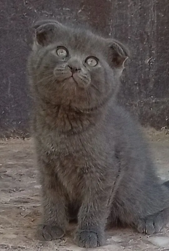 Котята 50 дней,четыре штук,едят корм,ходят в горшок,активные играют. 3 Котята 50 дней,четыре штук,едят корм,ходят в горшок,активные играют. 3