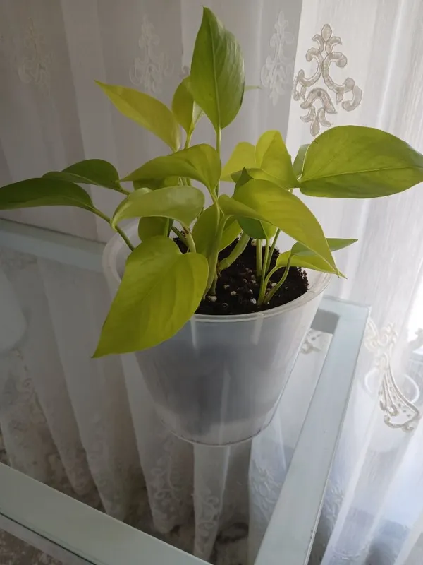 Продаются комн. Цветы Продаются комн. Цветы