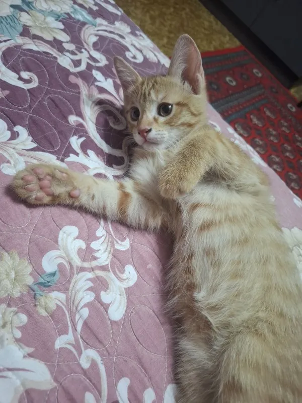 Отдам котёнок в хорошие руки 1