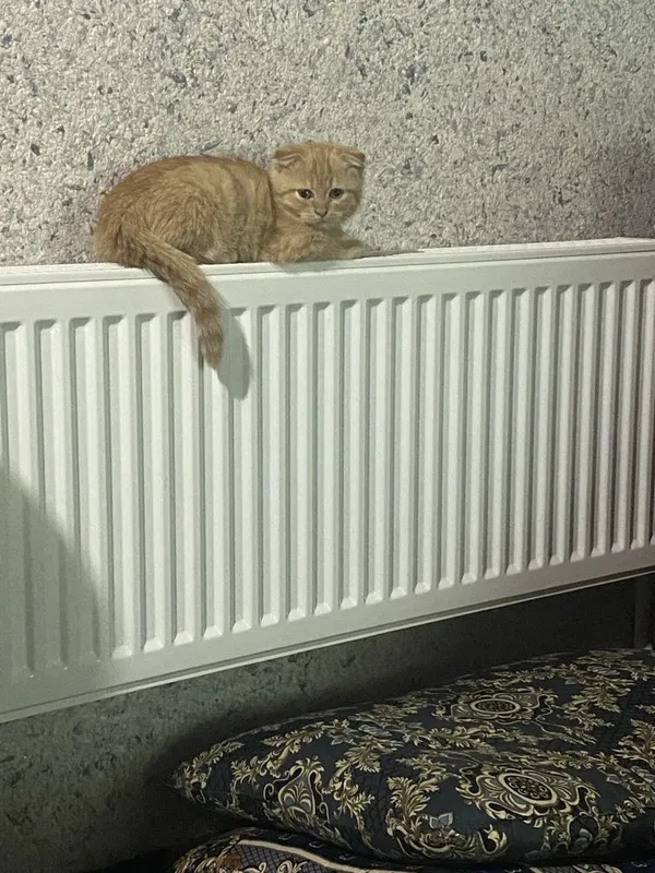 Продаётся скоттиш-фолд 6 Продаётся скоттиш-фолд 6