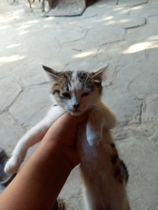 mushuk sotiladi