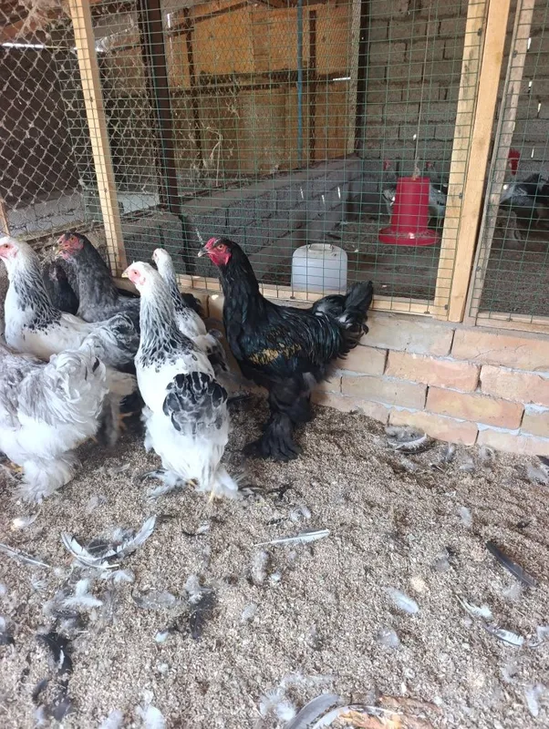 Продам петушков брамы 6 Продам петушков брамы 6
