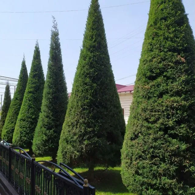 Gazon xar xil kóchatlar mavjut — фото 2