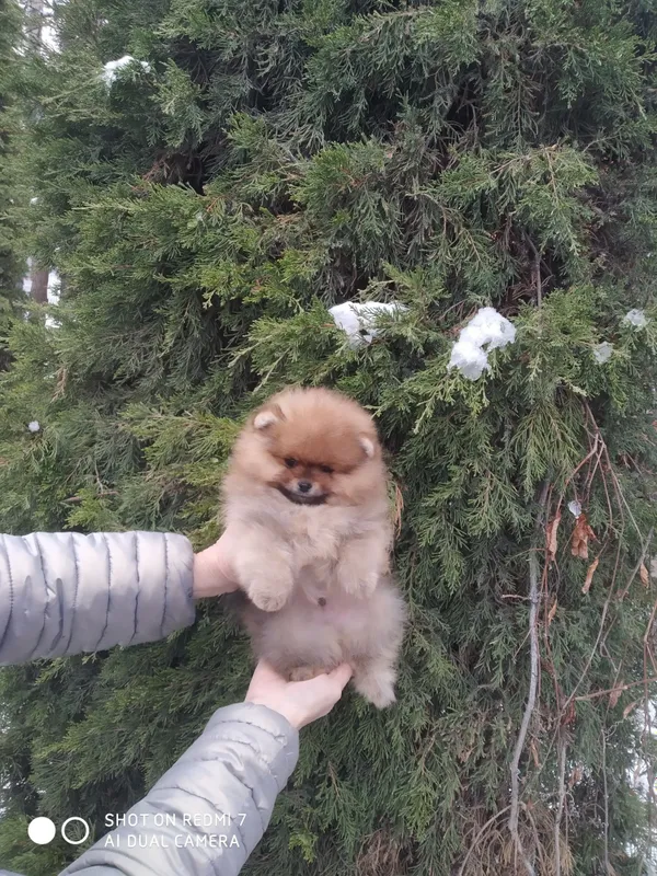 Щенки померанского шпица — фото 4