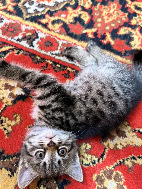 котёнок 2 месяца — фото 2