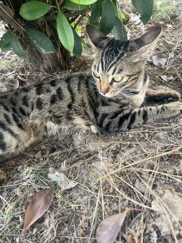 Бенгальская кошка — фото 2