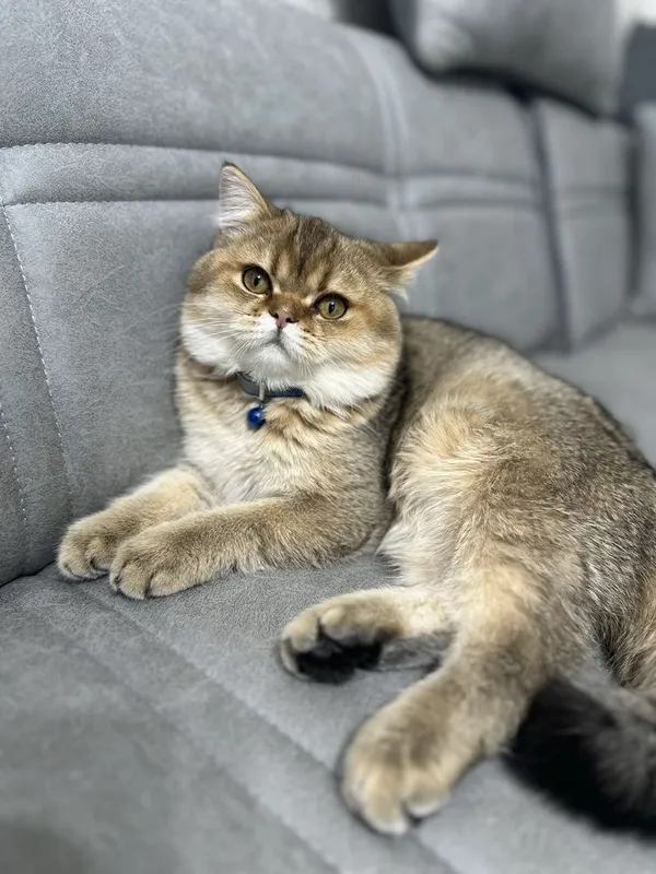 Вязка Кот Скотиш Страйт Золотая шиншила