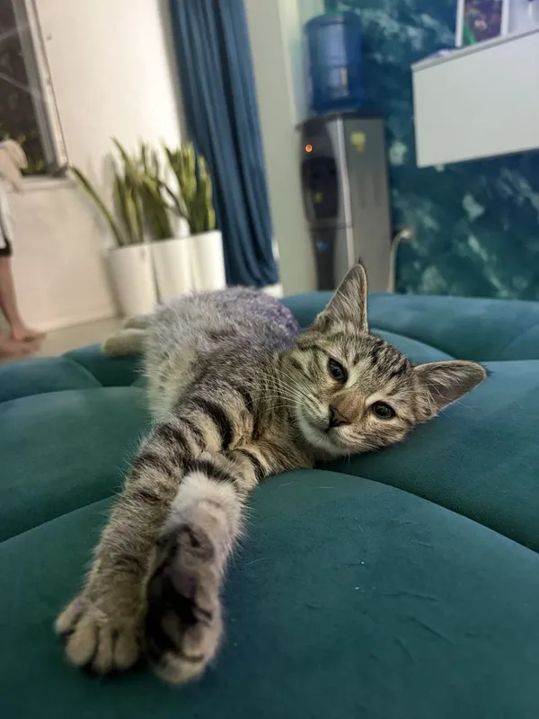 Отдаю котят в добрые руки 3 Отдаю котят в добрые руки 3