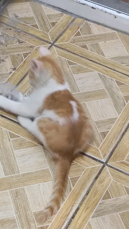 Котята, в хорошие руки — фото 6