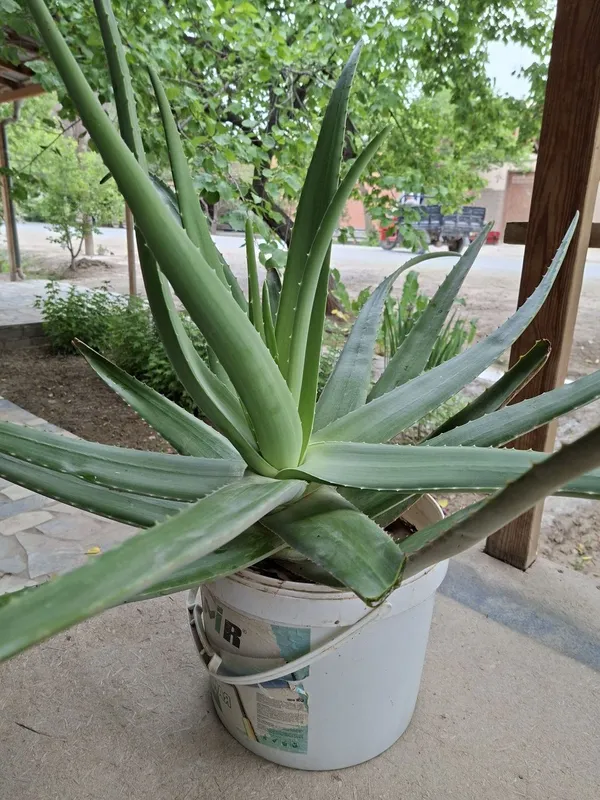 Aloe gul. Алоэ гул