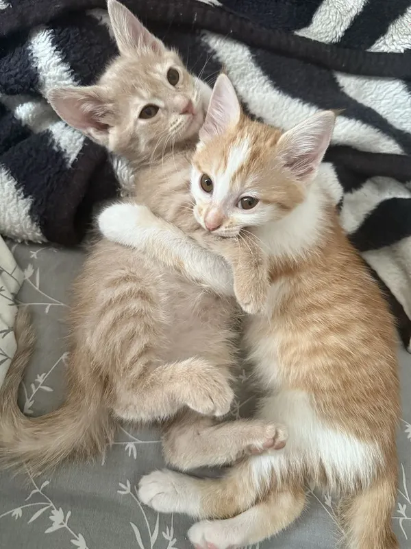 Отдам котят в ответственные руки 1