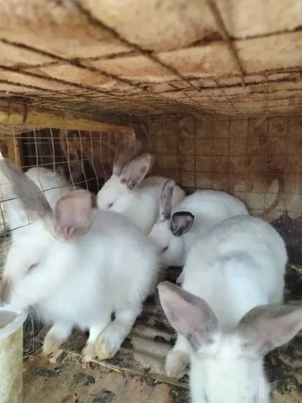 Продаются кролики калифорнийской породы 1 Продаются кролики калифорнийской породы 1