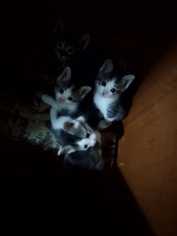 шотландские котята от охотничьей кошки — фото 3