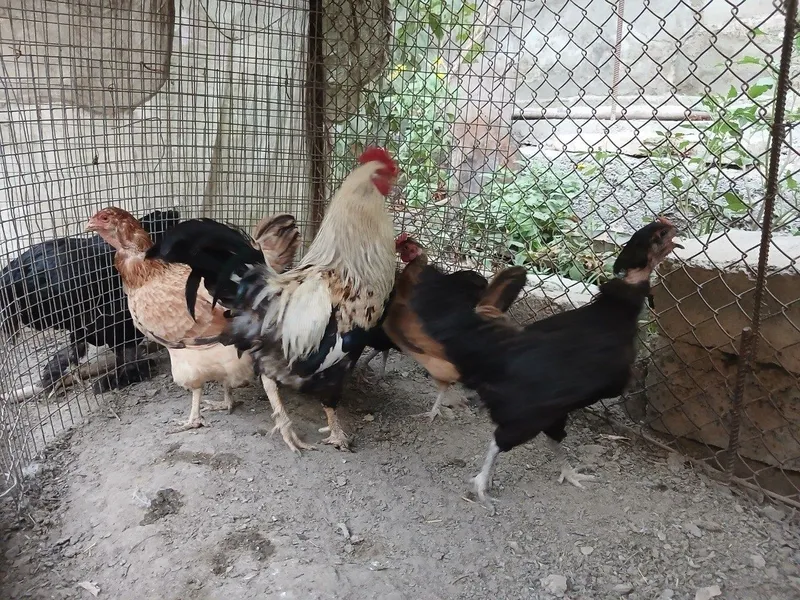Xonaki tovuqlar sotiladi 1 Xonaki tovuqlar sotiladi 1