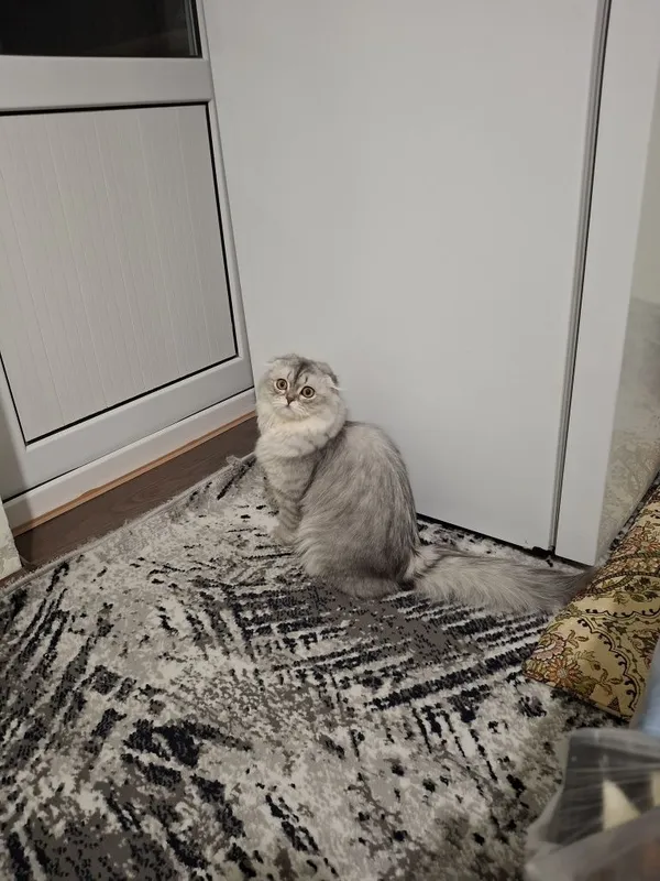 1 yoshi, Zoti:Highland Scottish Fold, Jinsi:ayol, emlash olinggan 1 1 yoshi, Zoti:Highland Scottish Fold, Jinsi:ayol, emlash olinggan 1