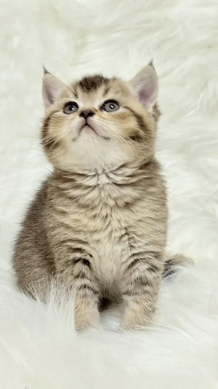 продаю котёнка девачку — фото 5