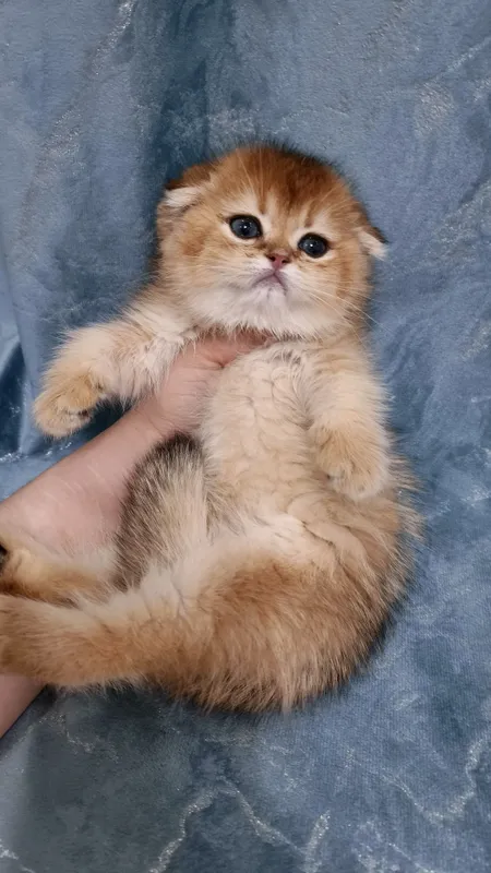 Продаётся чистокровный шотландский котёнок скоттиш-фолд