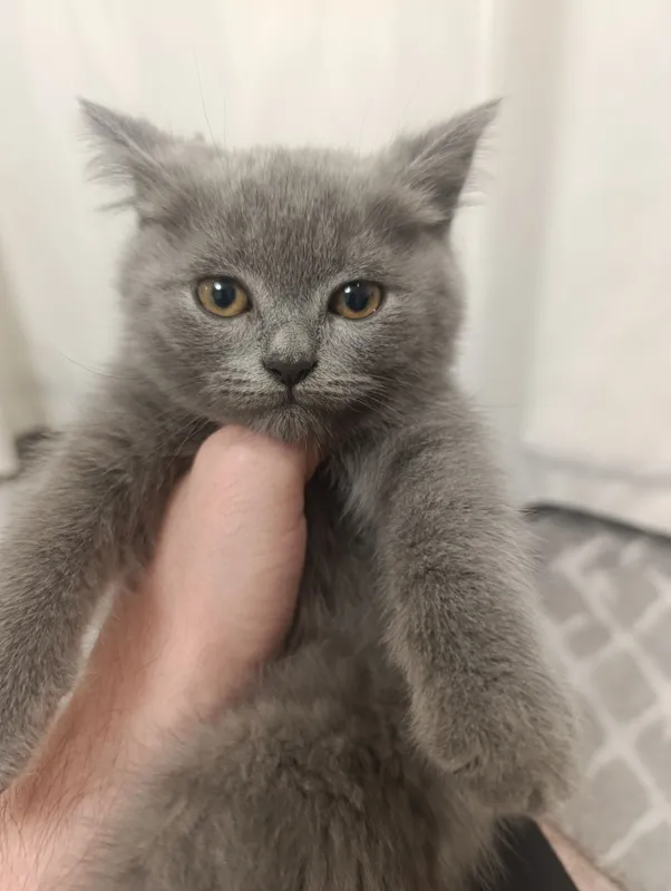 Скоттиш Страйт и Скоттиш Фолд Котята кошки mushuk — фото 1 Скоттиш Страйт и Скоттиш Фолд Котята кошки mushuk — фото 1