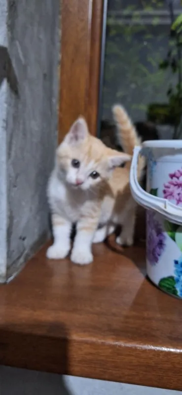 Котята отдадим за даром — фото 2