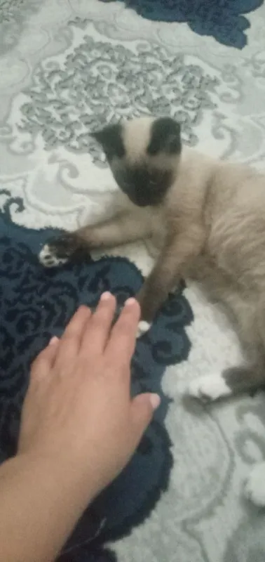 Сиамская кошка продаю — фото 3