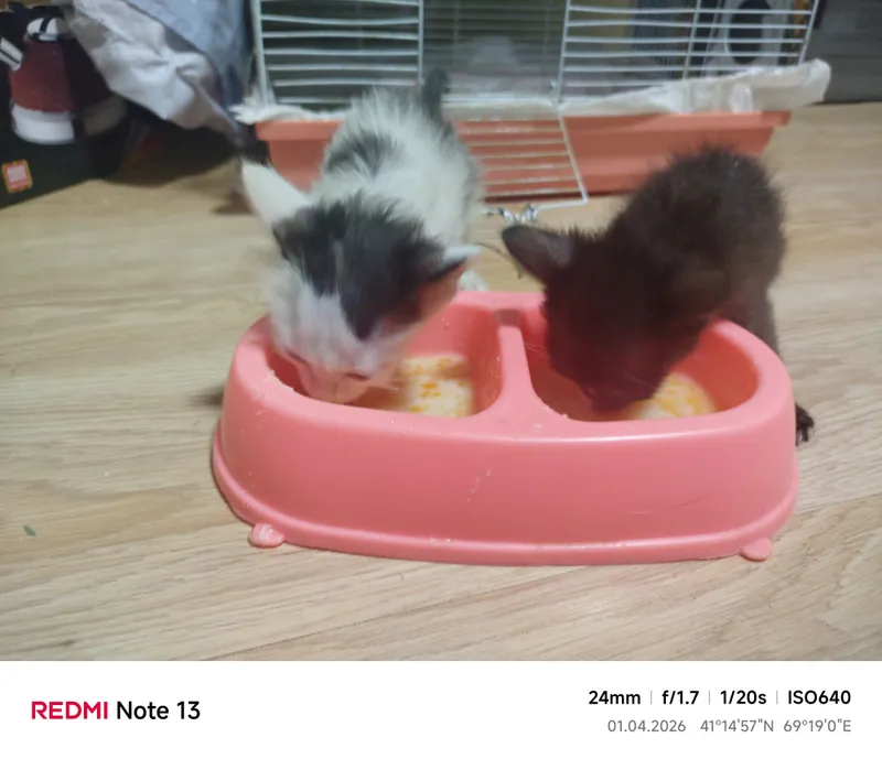 Котята в хорошие руки