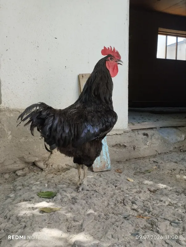 Qora shahzoda horoz