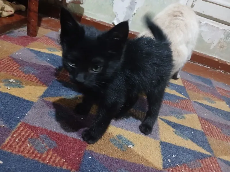 Котёнок (3месяца) 1 Котёнок (3месяца) 1