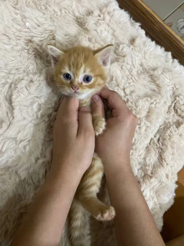 кошка 4 кошка 4
