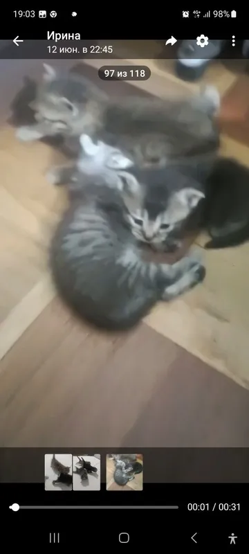 Котята в добрые руки — фото 4