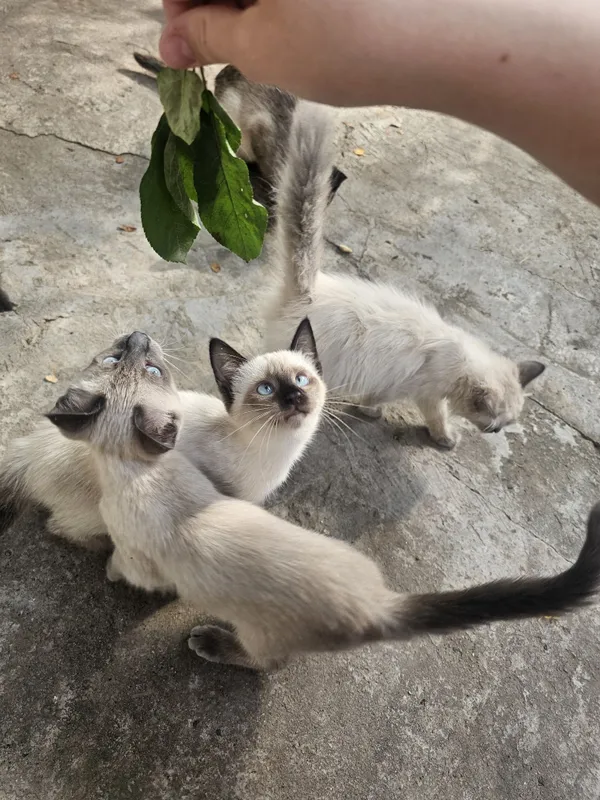 продаются сиамские котята — фото 1