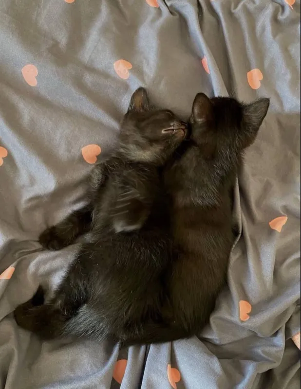 Котята Котята