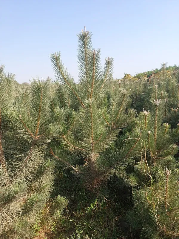 Manzarali ko‘chatlar — Samarqand Agro Dizayn firmasidan!