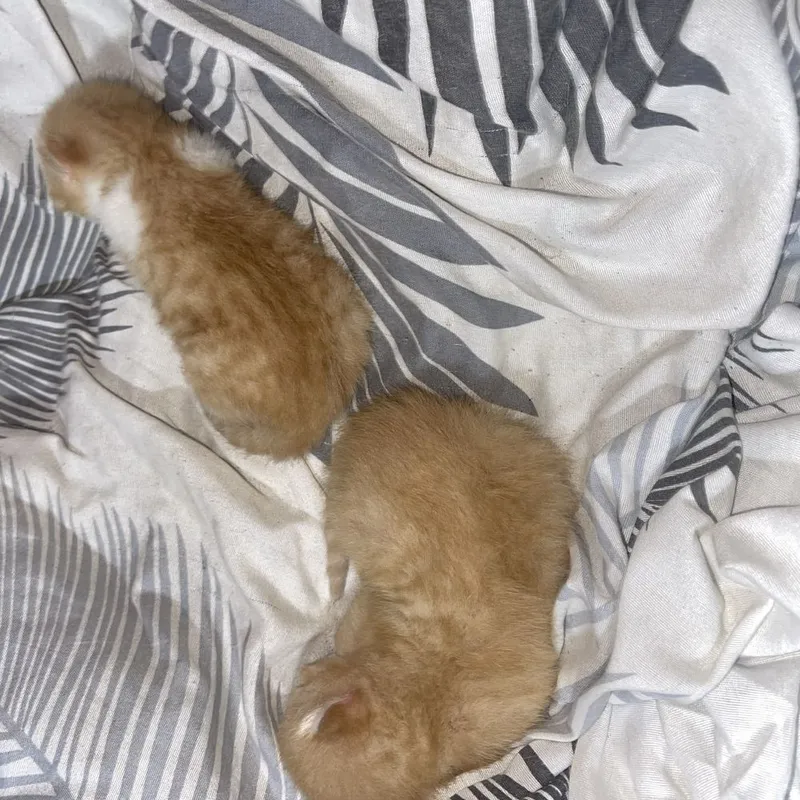 Котят отдам даром 1 Котят отдам даром 1